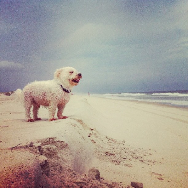 This is Oliver, my dog who doesn't really like me that much living it up on the beach