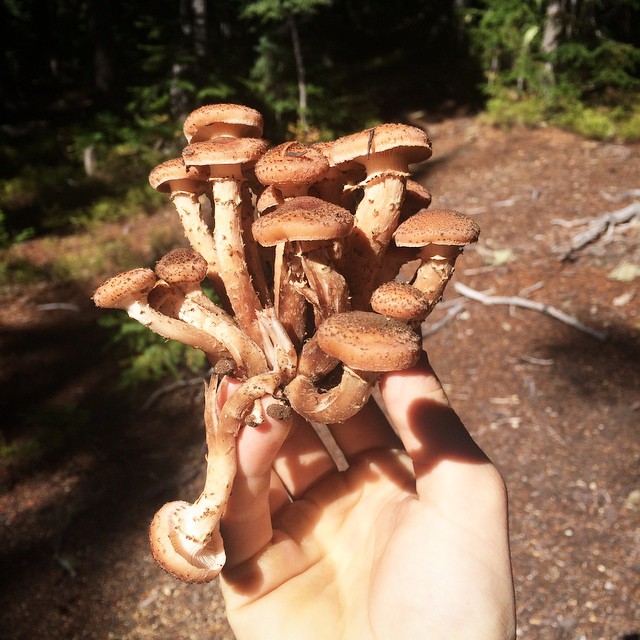 one day i wanna be a mushroom