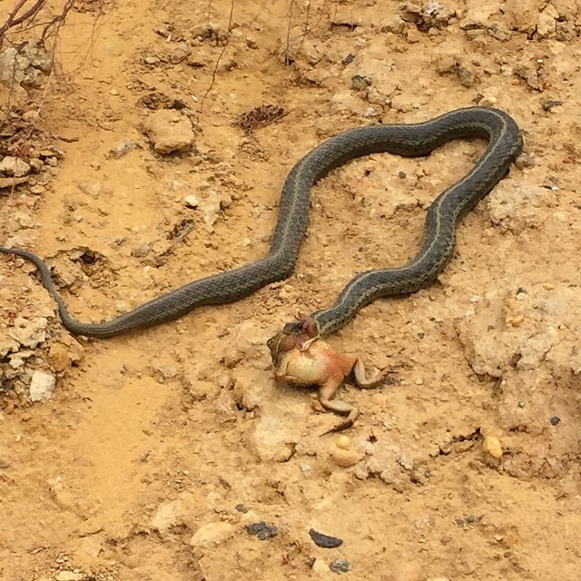 Saw this snake trying to swallow this frog yesterday while walking my dogs. Pretty crazy saw about four of these snakes, does anyone know what kind it is?